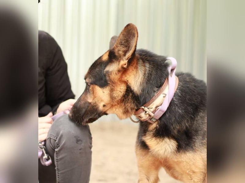 DOREL - Stattlicher Schäferhundmix mit großem Herz sucht ein Zuhause mit Rückhalt und Verständnis