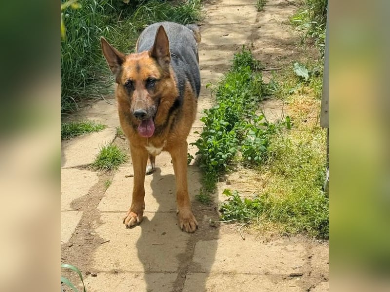 Bella -Sanfte Hundeseniorin mit großem Herzen