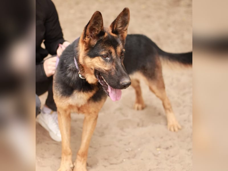 DOREL - Stattlicher Schäferhundmix mit großem Herz sucht ein Zuhause mit Rückhalt und Verständnis