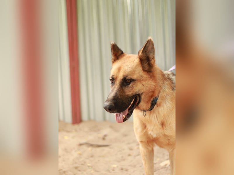 HEROLD - Aktiver, energiegeladener Schäferhund-Mix