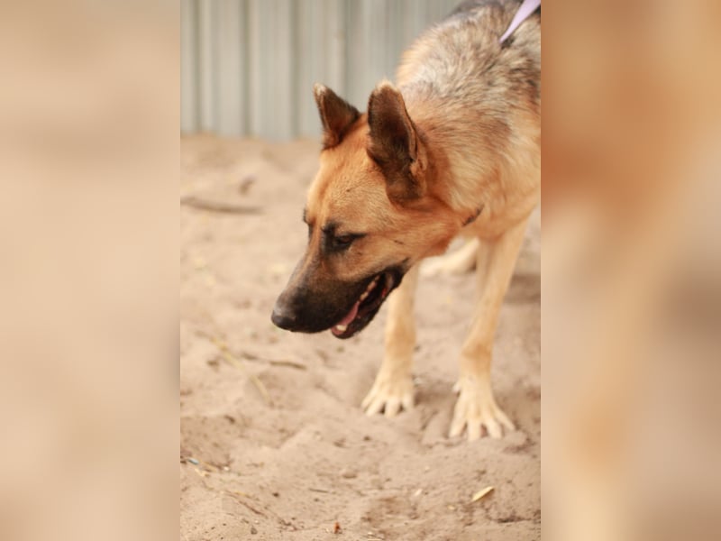 HEROLD - Aktiver, energiegeladener Schäferhund-Mix