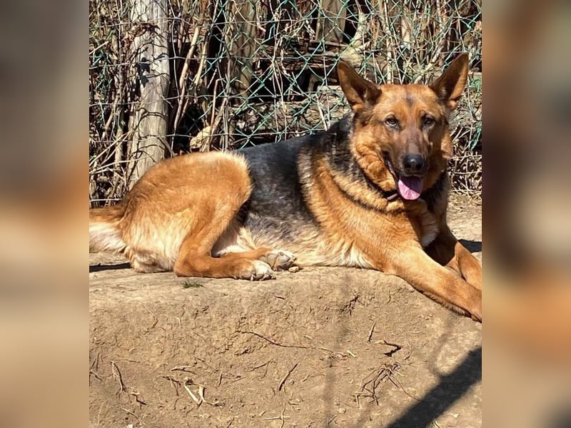 Bella -Sanfte Hundeseniorin mit großem Herzen