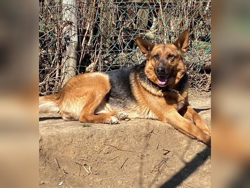 Bella -Sanfte Hundeseniorin mit großem Herzen
