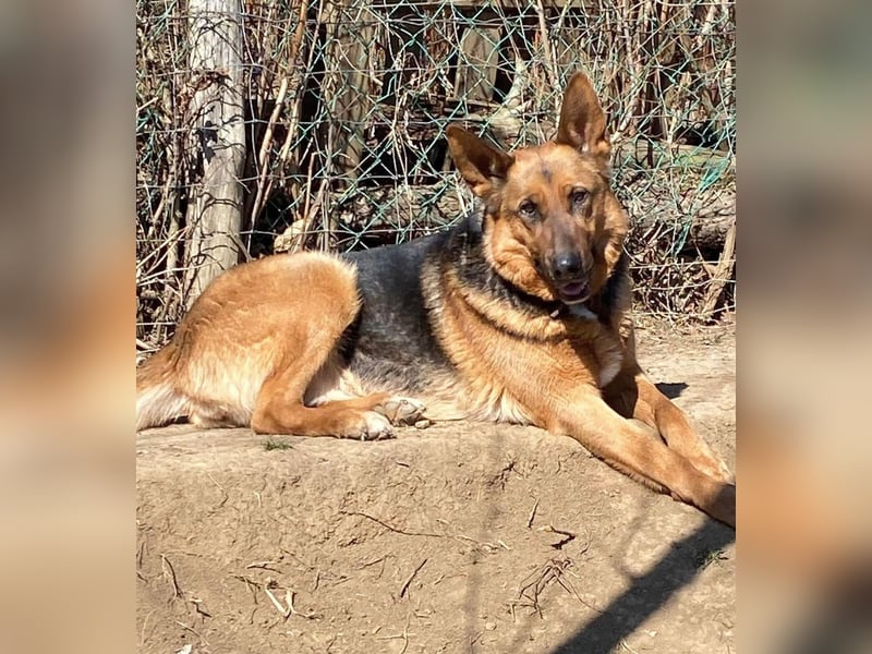 Bella -Sanfte Hundeseniorin mit großem Herzen