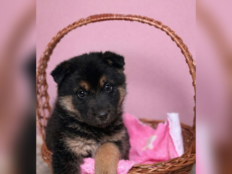 Maja -Schäferhündin möchte die Welt entdecken!