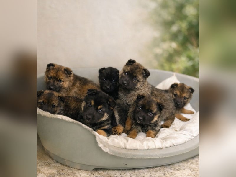 Maja -Schäferhündin möchte die Welt entdecken!