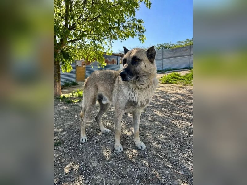 Ron, er verzweifelt , seit 2 Jahren im Tierheim