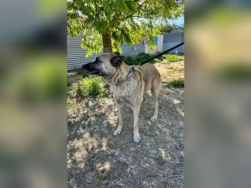Ron, er verzweifelt , seit 2 Jahren im Tierheim