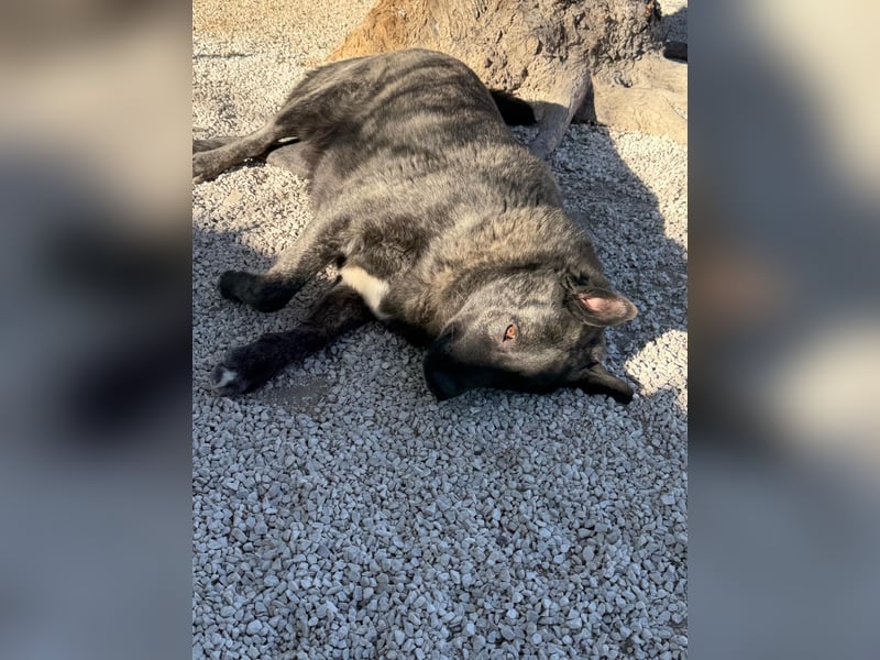 Judit, freundliche Strahlemaus sucht ihren Herzensmensch