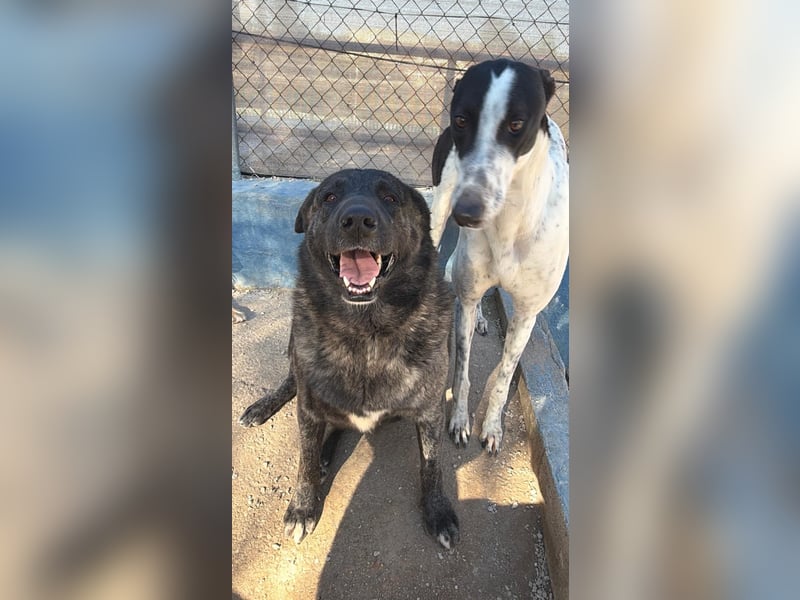 Judit, freundliche Strahlemaus sucht ihren Herzensmensch