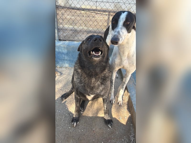 Judit, freundliche Strahlemaus sucht ihren Herzensmensch