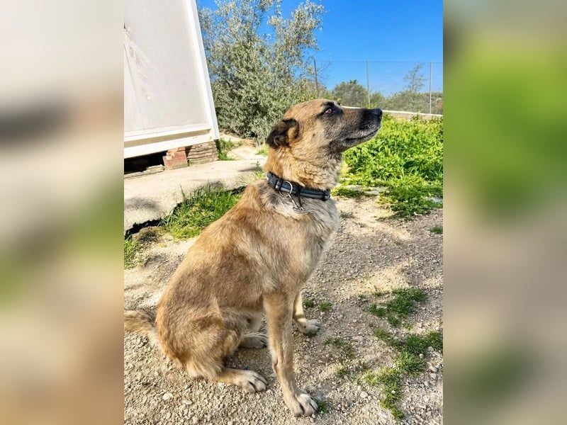 Ron, er verzweifelt , seit 2 Jahren im Tierheim