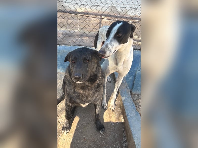 Judit, freundliche Strahlemaus sucht ihren Herzensmensch