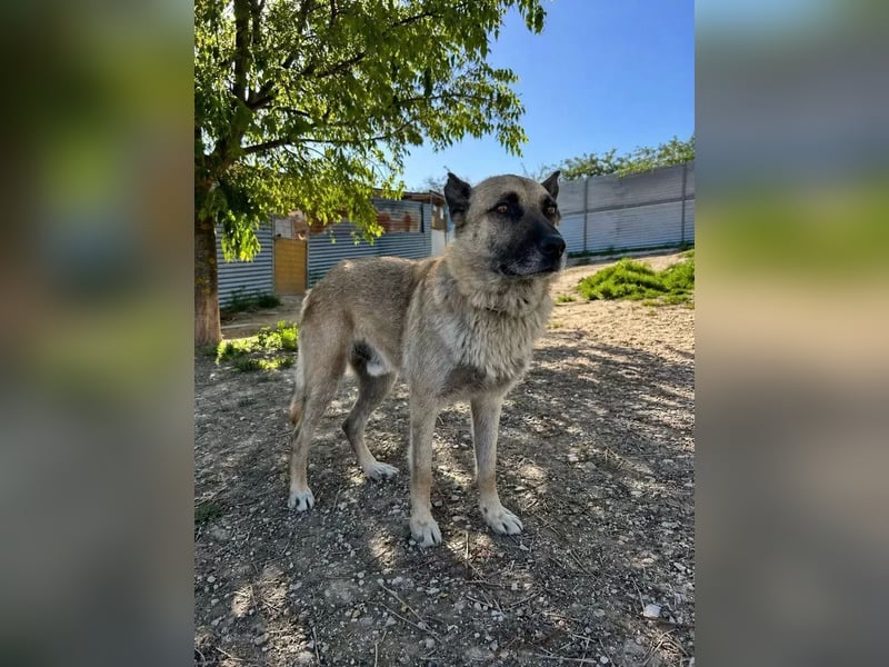Ron, er verzweifelt , seit 2 Jahren im Tierheim