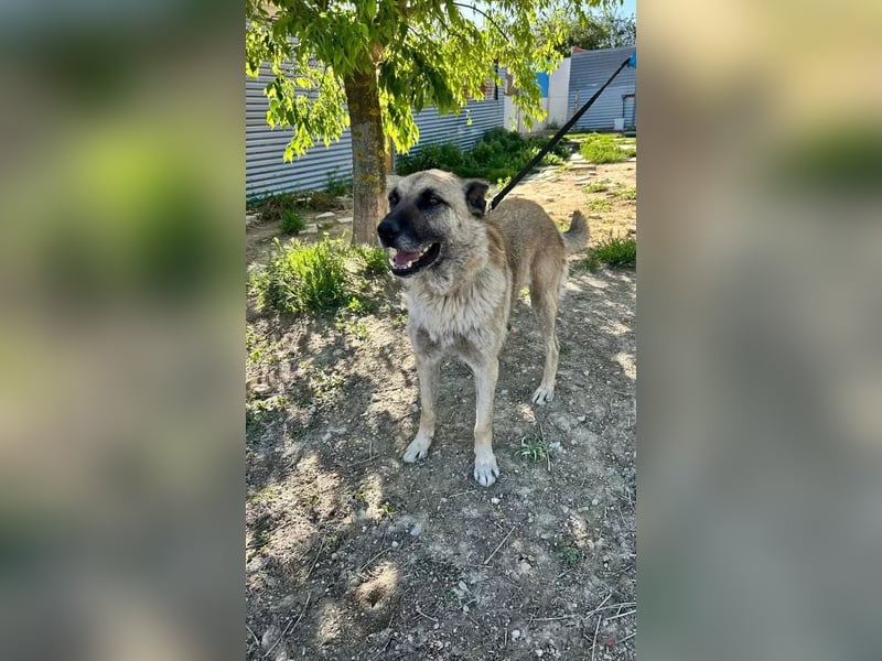 Ron, er verzweifelt , seit 2 Jahren im Tierheim