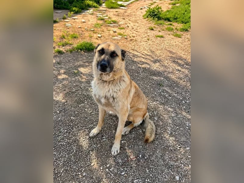 Ron, er verzweifelt , seit 2 Jahren im Tierheim