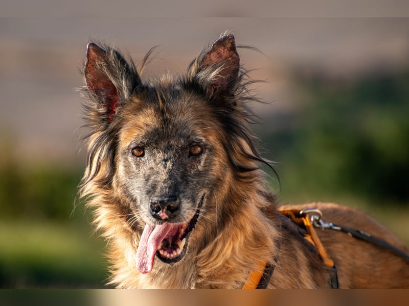 Wilma - Sonnenschein sucht Familie mit Herz