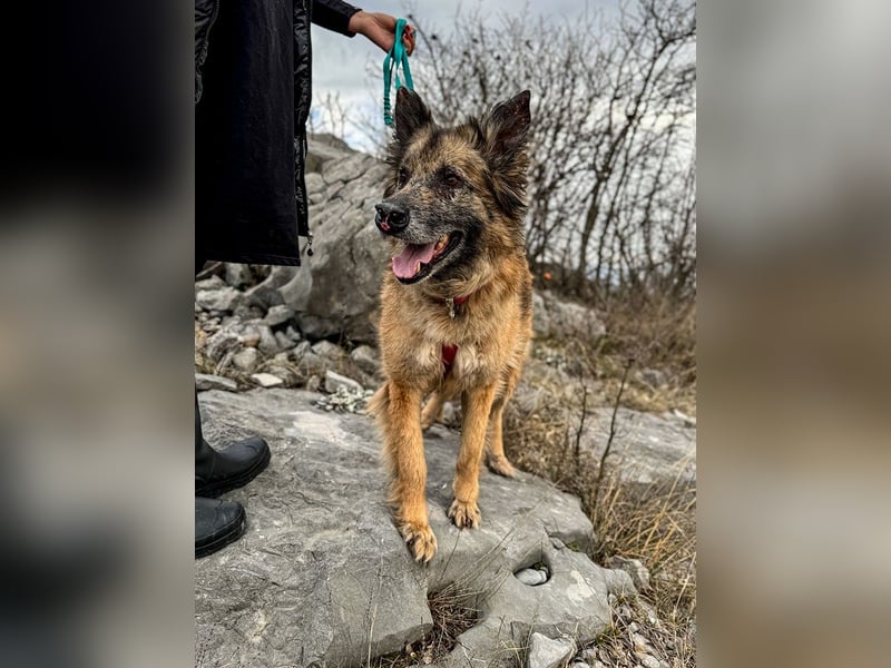 Wilma - Sonnenschein sucht Familie mit Herz