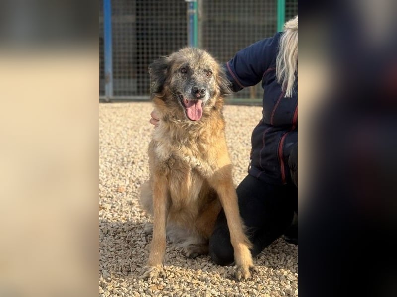 Wilma - Sonnenschein sucht Familie mit Herz