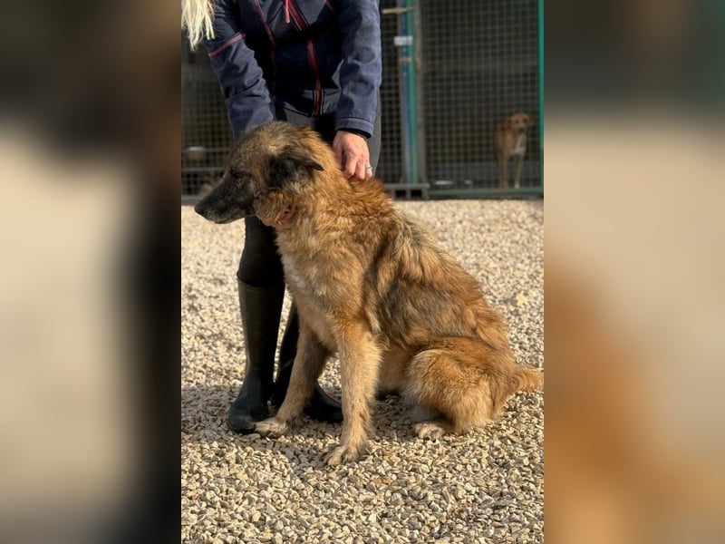 Wilma - Sonnenschein sucht Familie mit Herz