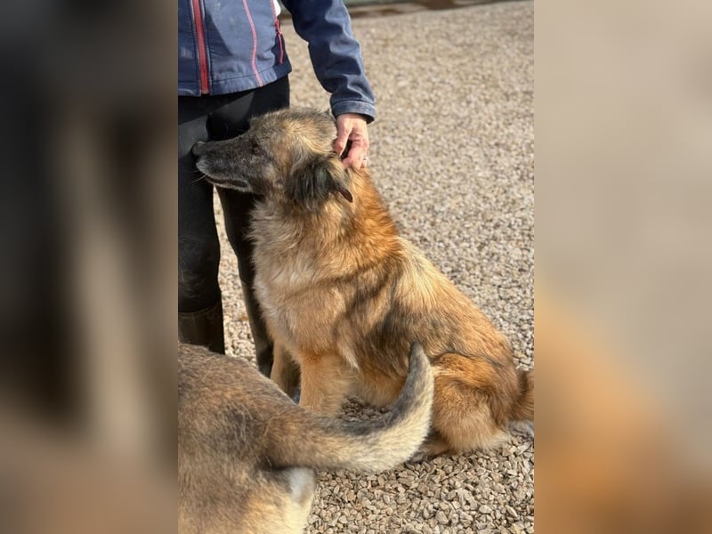 Wilma - Sonnenschein sucht Familie mit Herz