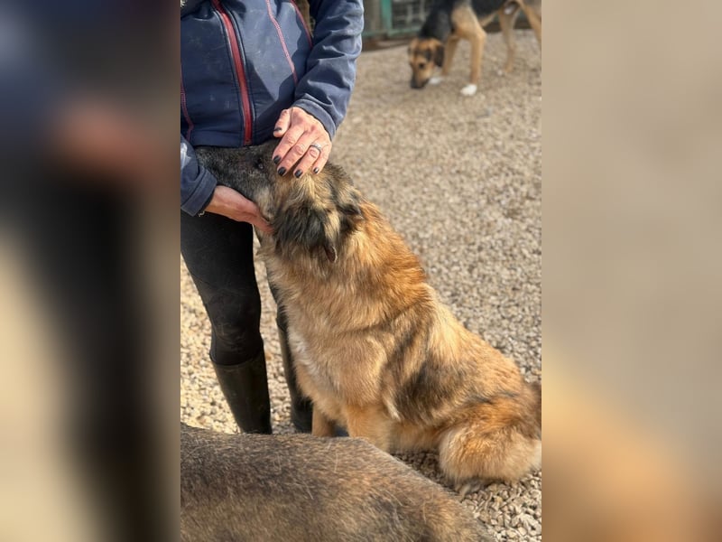 Wilma - Sonnenschein sucht Familie mit Herz