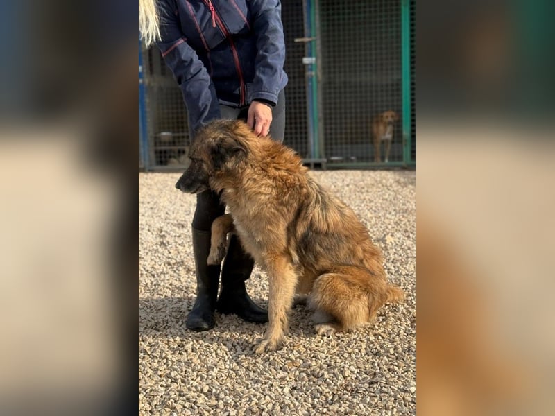 Wilma - Sonnenschein sucht Familie mit Herz