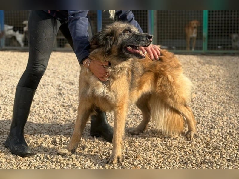 Wilma - Sonnenschein sucht Familie mit Herz