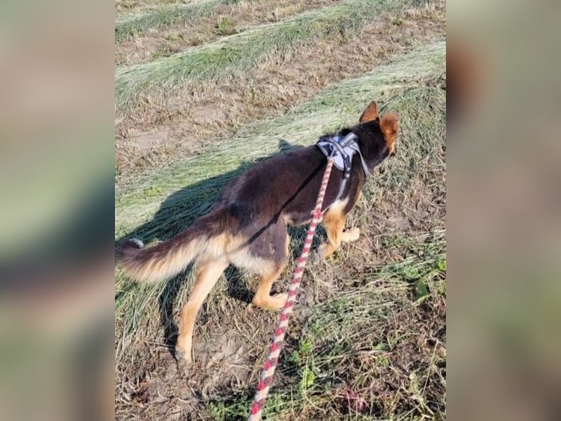 Schäferhündin Patsy (6) sucht ein Zuhause