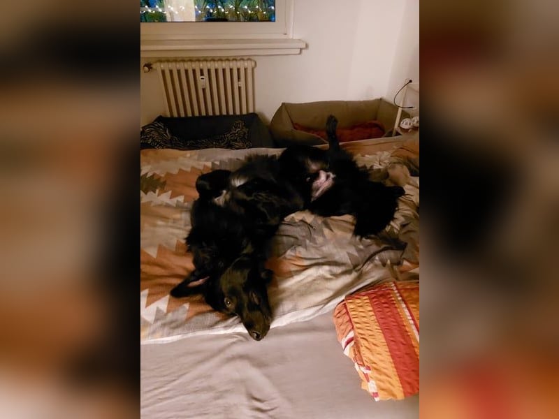 Bodhi möchte endlich ankommen (45257 Essen)