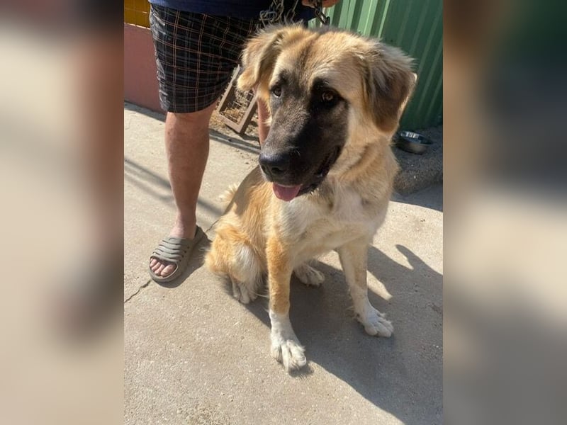 Reza KK – sanfte Riesin möchte raus aus dem Zwinger