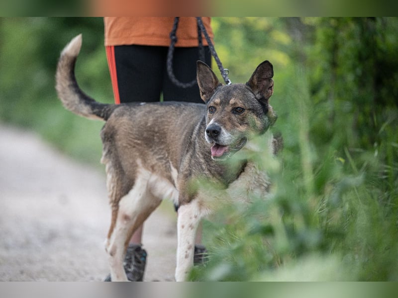 Menta VA - Einzelprinz sucht warmes Körbchen
