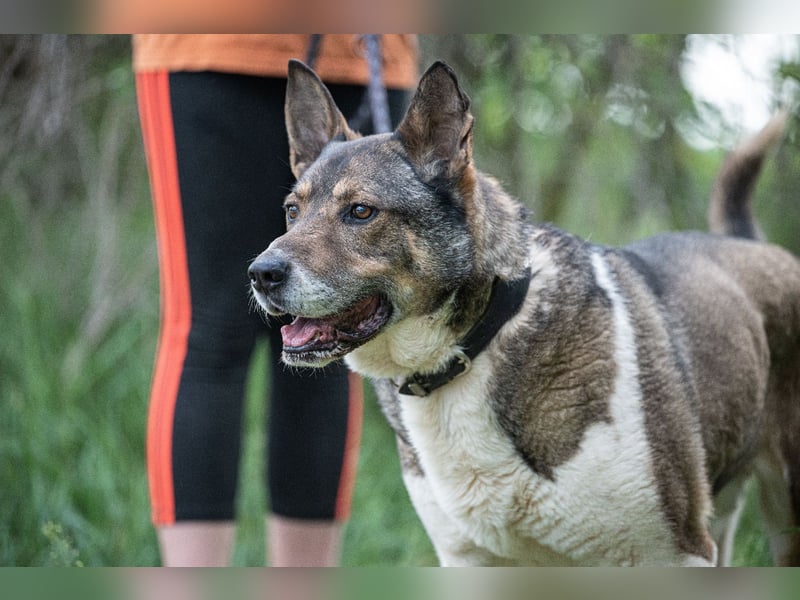 Menta VA - Einzelprinz sucht warmes Körbchen