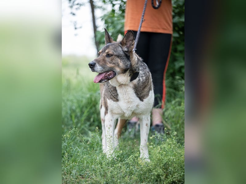 Menta VA - Einzelprinz sucht warmes Körbchen
