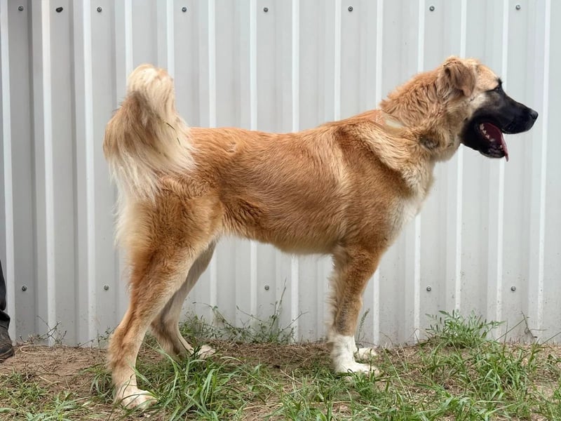 Reza KK – sanfte Riesin möchte raus aus dem Zwinger