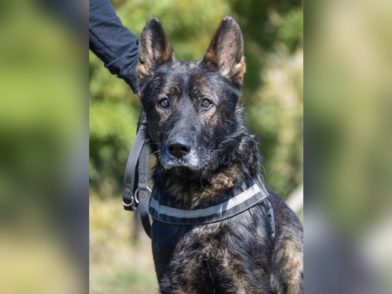 Bendi-Si – Würdevoller Schäferhund-Senior mit großem Herz