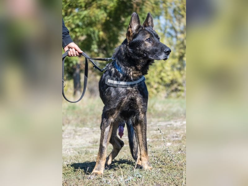 Bendi-Si – Würdevoller Schäferhund-Senior mit großem Herz