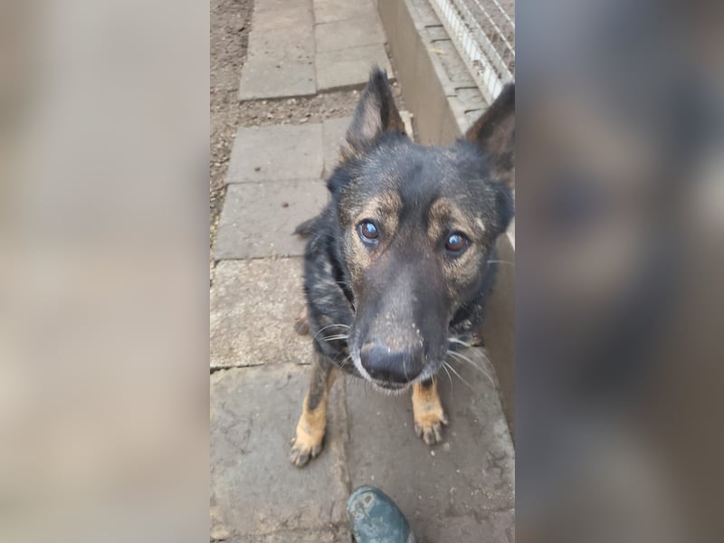 Bendi-Si – Würdevoller Schäferhund-Senior mit großem Herz