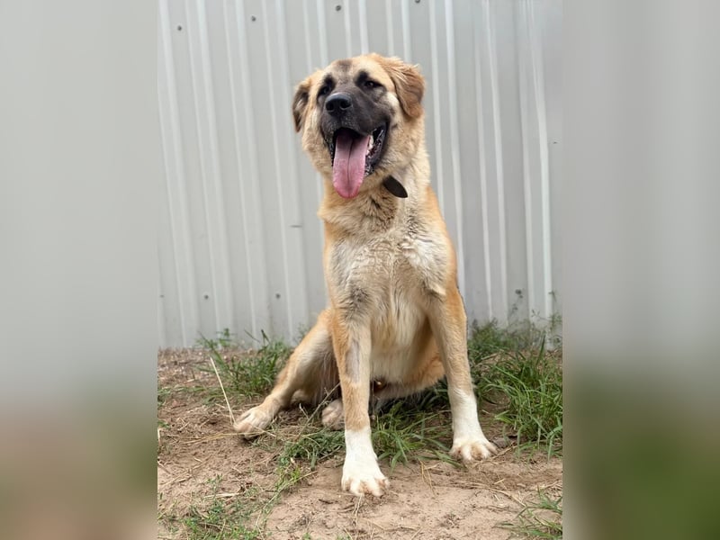 Reza KK – sanfte Riesin möchte raus aus dem Zwinger