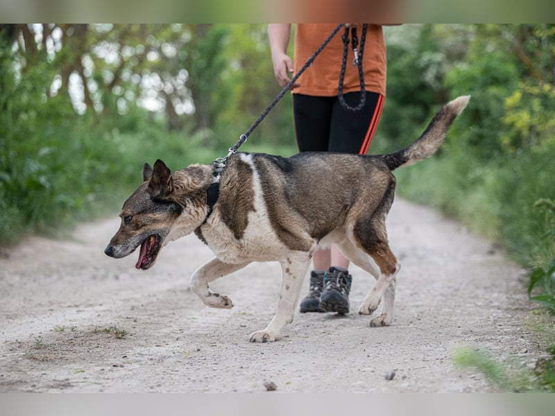 Menta VA - Einzelprinz sucht warmes Körbchen