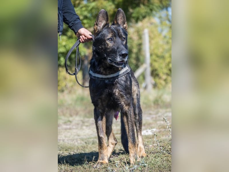 Bendi-Si – Würdevoller Schäferhund-Senior mit großem Herz