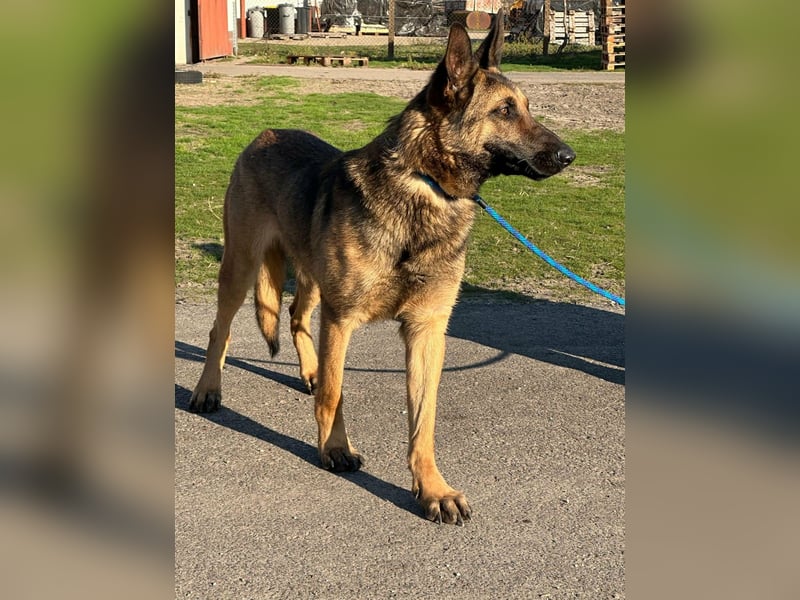 Dexter, geboren 20.08.2024, 66cm sucht Schäfi-Freunde