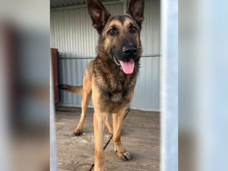 Dexter, geboren 20.08.2024, 66cm sucht Schäfi-Freunde