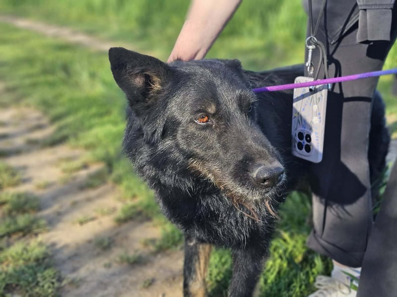 Onix, 02.2019, 67cm, sucht endlich sein für immer zu Hause