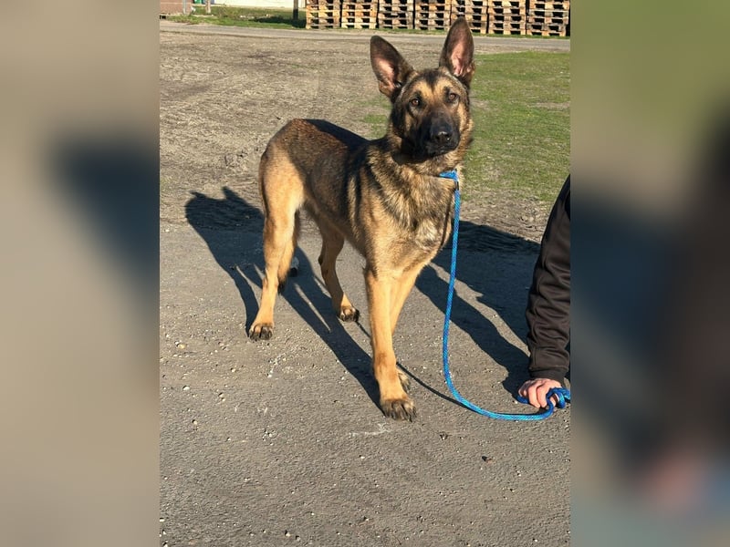 Dexter, geboren 20.08.2024, 66cm sucht Schäfi-Freunde