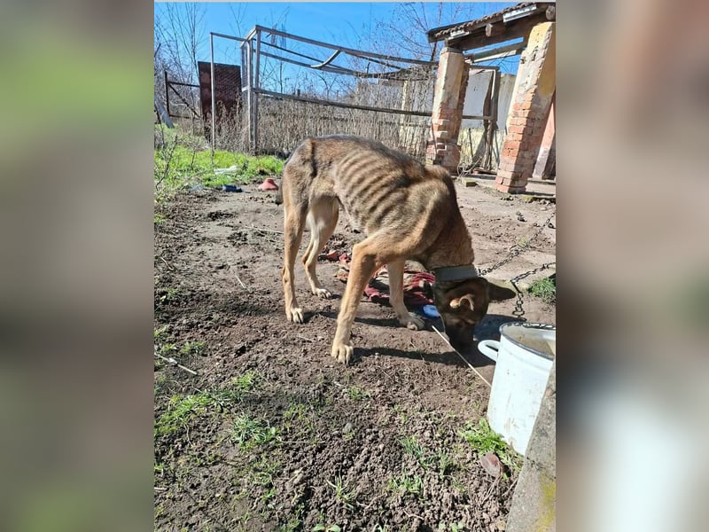 Zoya, geboren 09.10.2023, 63cm sucht ihre Menschen