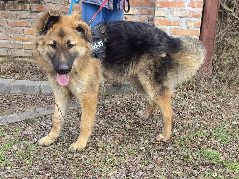 Hector, geboren 15.03.2025, 65cm sucht seine Aufgabe