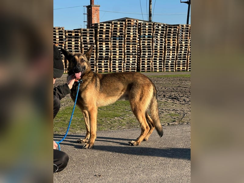 Dexter, geboren 20.08.2024, 66cm sucht Schäfi-Freunde