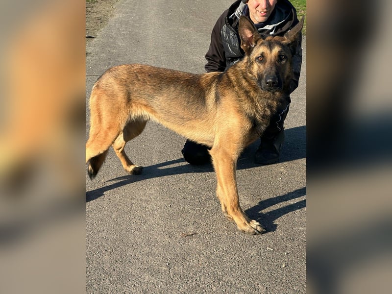 Dexter, geboren 20.08.2024, 66cm sucht Schäfi-Freunde