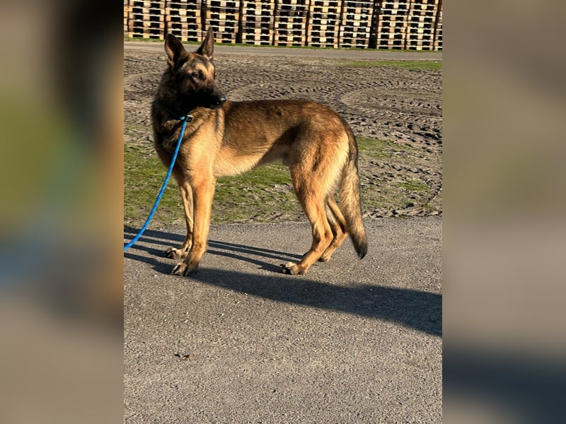 Dexter, geboren 20.08.2024, 66cm sucht Schäfi-Freunde